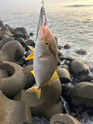 ショゴの釣果