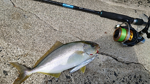 ショゴの釣果