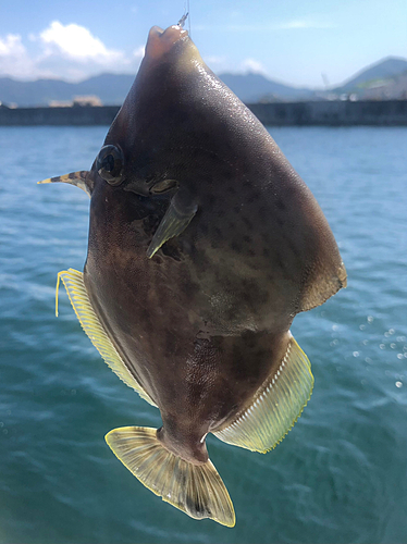 カワハギの釣果