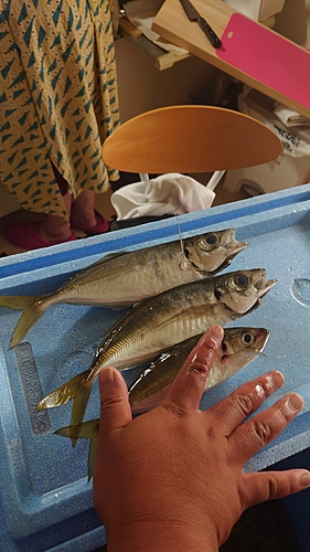 アジの釣果