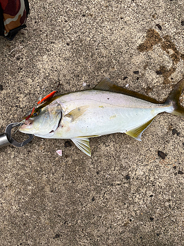 ネリゴの釣果