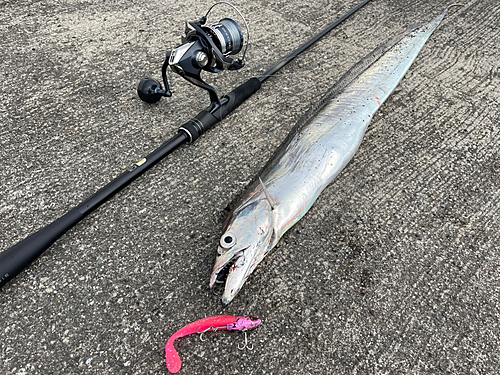 タチウオの釣果