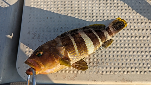 アオハタの釣果