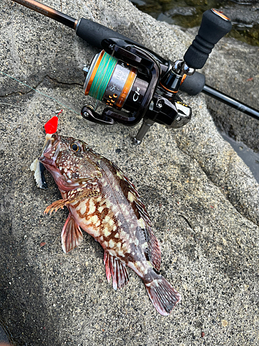 カサゴの釣果