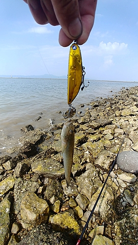 ハゼの釣果