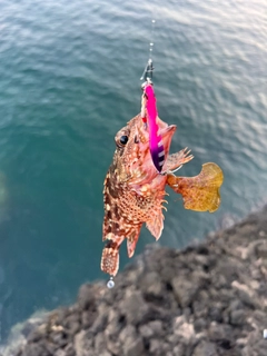 カサゴの釣果