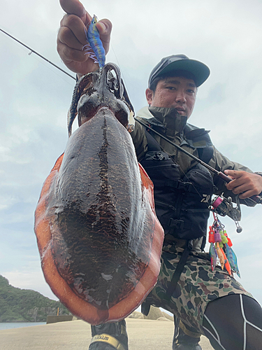 コウイカの釣果