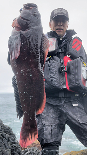 ウサギアイナメの釣果