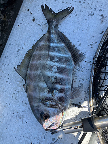 クロヒラアジの釣果