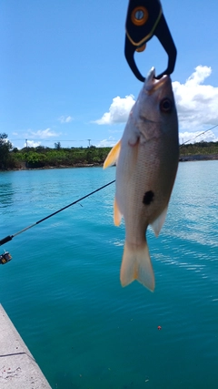 ヤマトビーの釣果