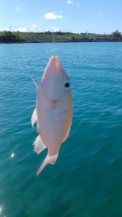 イトフエフキの釣果