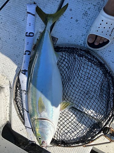 ハマチの釣果