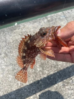 カサゴの釣果