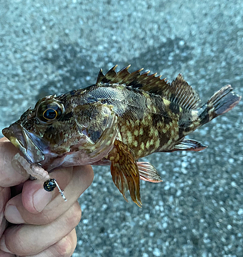 カサゴの釣果