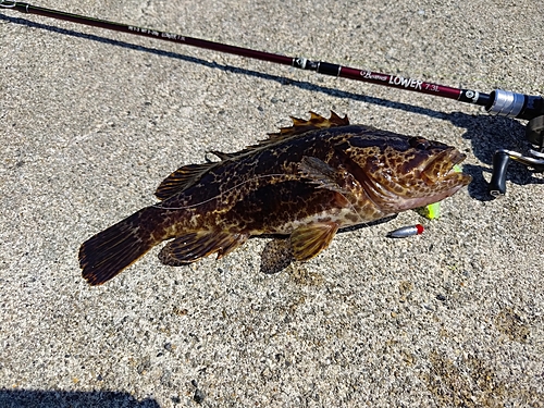 タケノコメバルの釣果