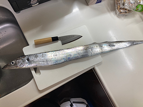 タチウオの釣果