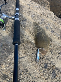 シタビラメの釣果