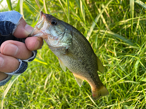 ラージマウスバスの釣果