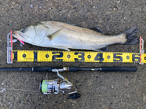 スズキの釣果