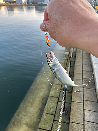 サバの釣果