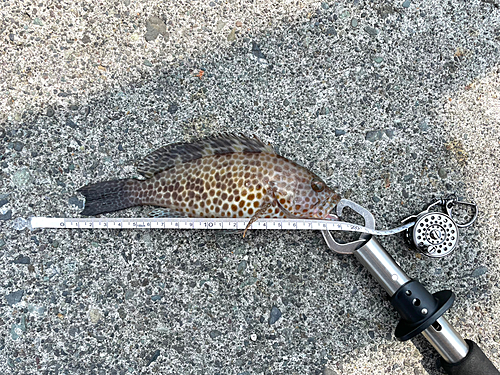 オオモンハタの釣果