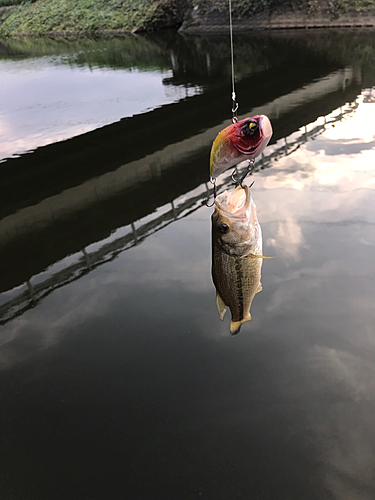 ラージマウスバスの釣果