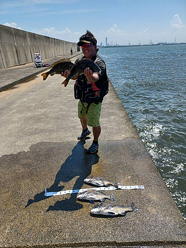 チヌの釣果