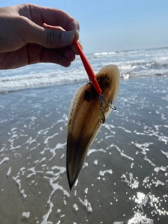 シタビラメの釣果