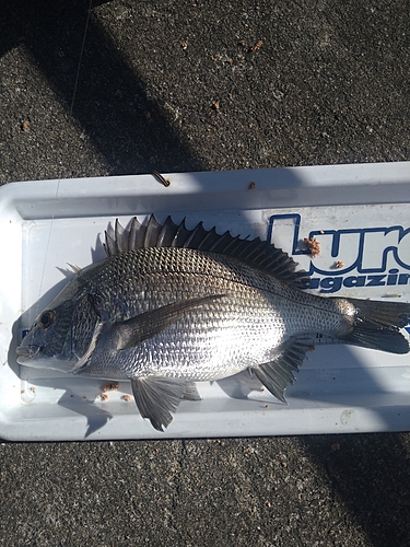 クロダイの釣果