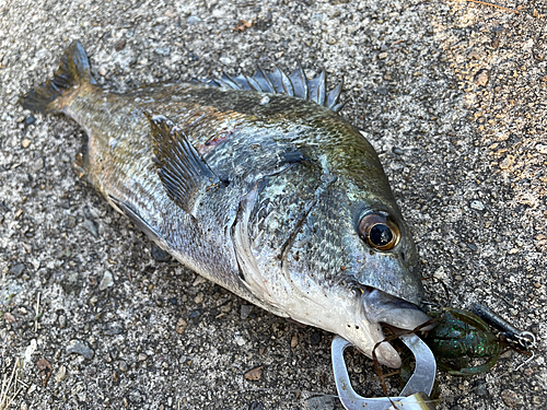 クロダイの釣果