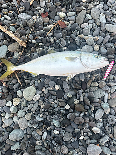 イナダの釣果