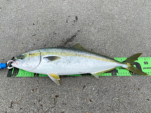 イナダの釣果