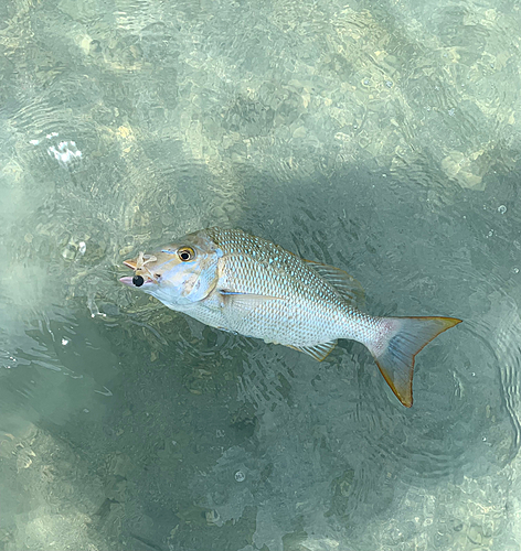 タマンの釣果