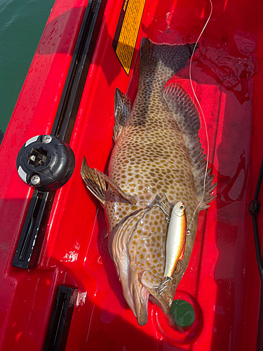 オオモンハタの釣果