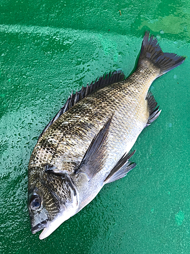 クロダイの釣果