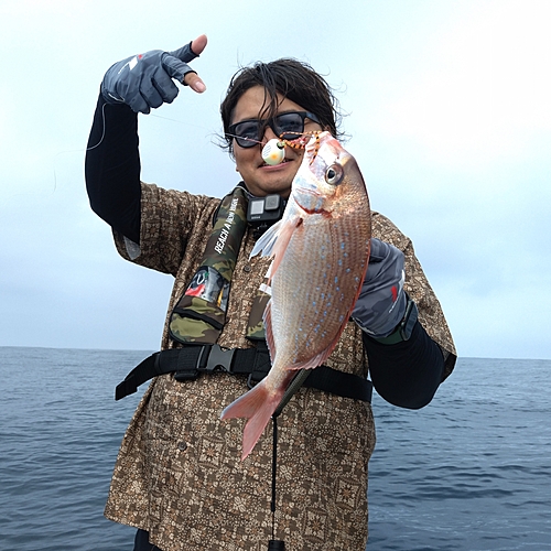 ハナダイの釣果