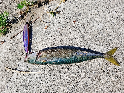 サバの釣果