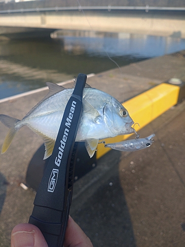 メッキの釣果