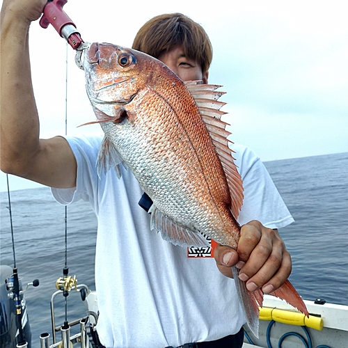 マダイの釣果