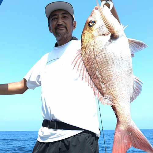 マダイの釣果