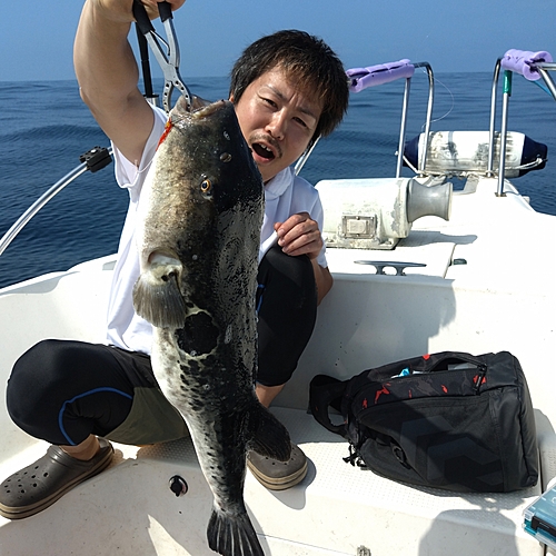 トラフグの釣果