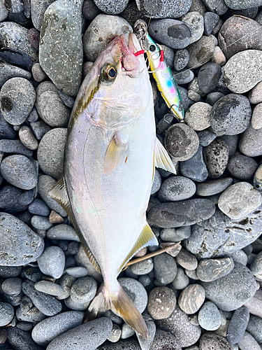 ショゴの釣果