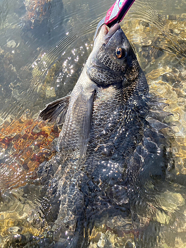 チヌの釣果