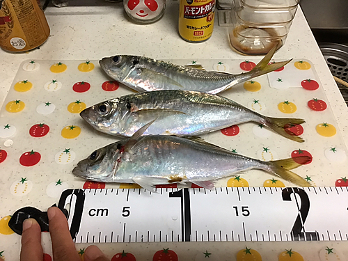 アジの釣果