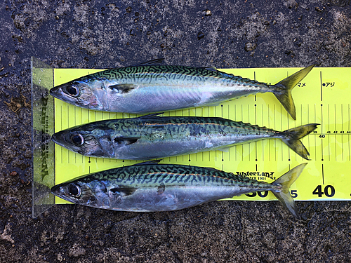 サバの釣果