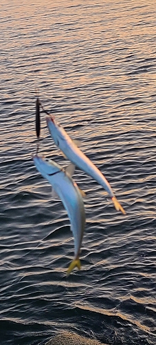 サバの釣果