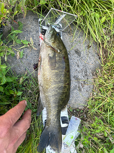 スモールマウスバスの釣果