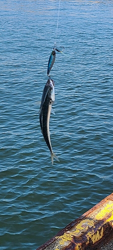 サバの釣果