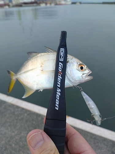 メッキの釣果