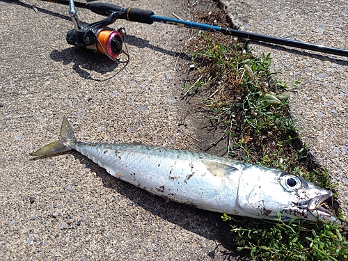 サバの釣果